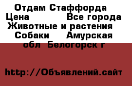 Отдам Стаффорда › Цена ­ 2 000 - Все города Животные и растения » Собаки   . Амурская обл.,Белогорск г.